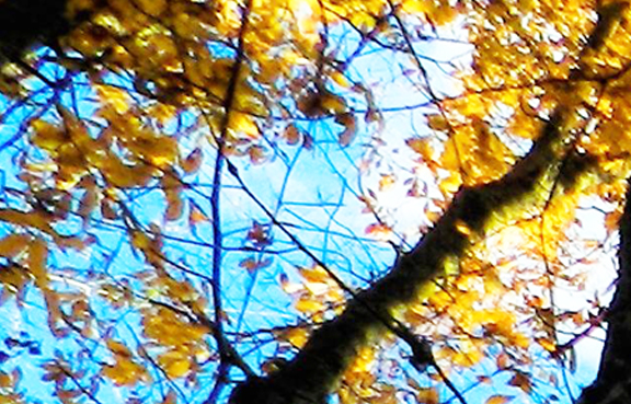 Tree Branches and Blue Sky