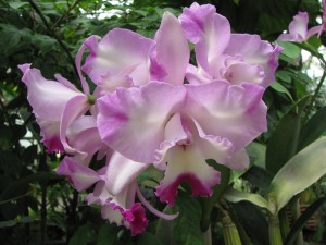 orchid-cattleya-rose-colored-white