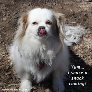 Small white dog, I sense a snack coming